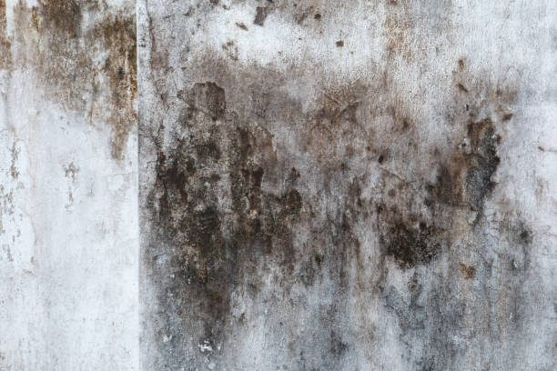 Best Mold Removal for HVAC Installations  in Wiggins, CO