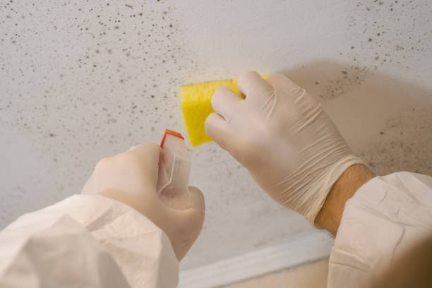 Best Environmental Consulting for Mold Prevention  in Wiggins, CO