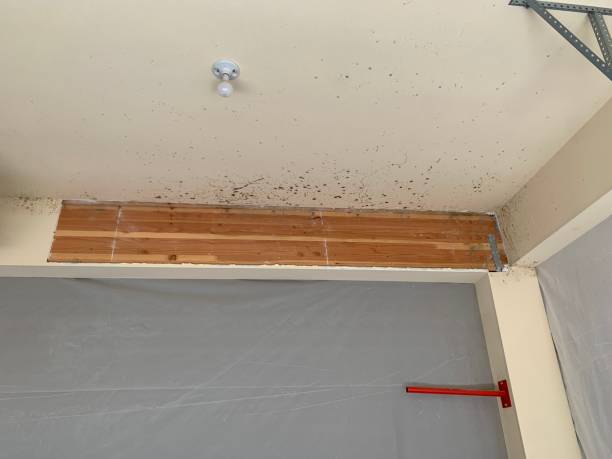 Best Mold Remediation for Vacation Homes  in Wiggins, CO