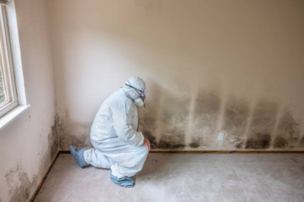 Best Mold Damage Restoration  in Wiggins, CO