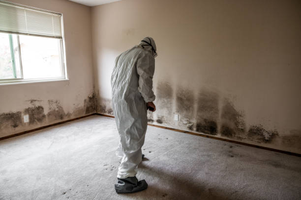 Mold Remediation for Vacation Homes in Wiggins, CO